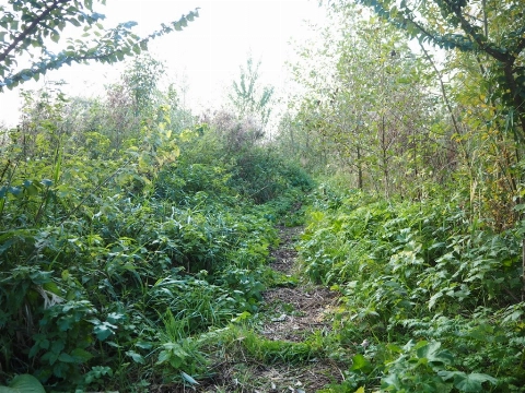 De supermarkt van de natuur: rondleiding in het Voedselbos